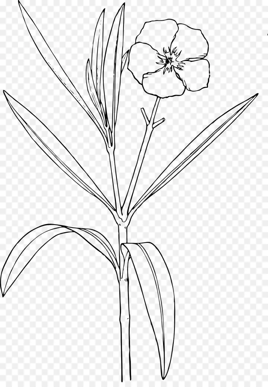 Oleander，Natureza Desenho E Design PNG