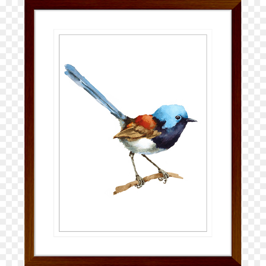 Wren，Aves PNG