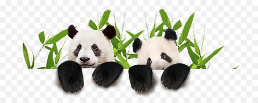 Panda Gigante，Zoológico Ouwehands PNG