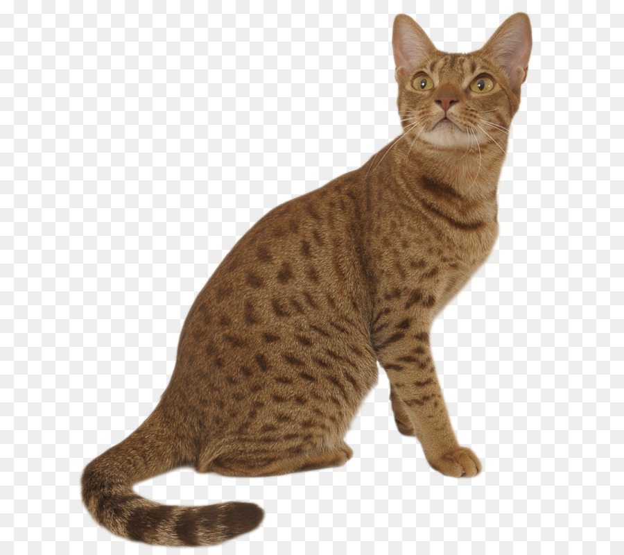 Gato Malhado，Felino PNG