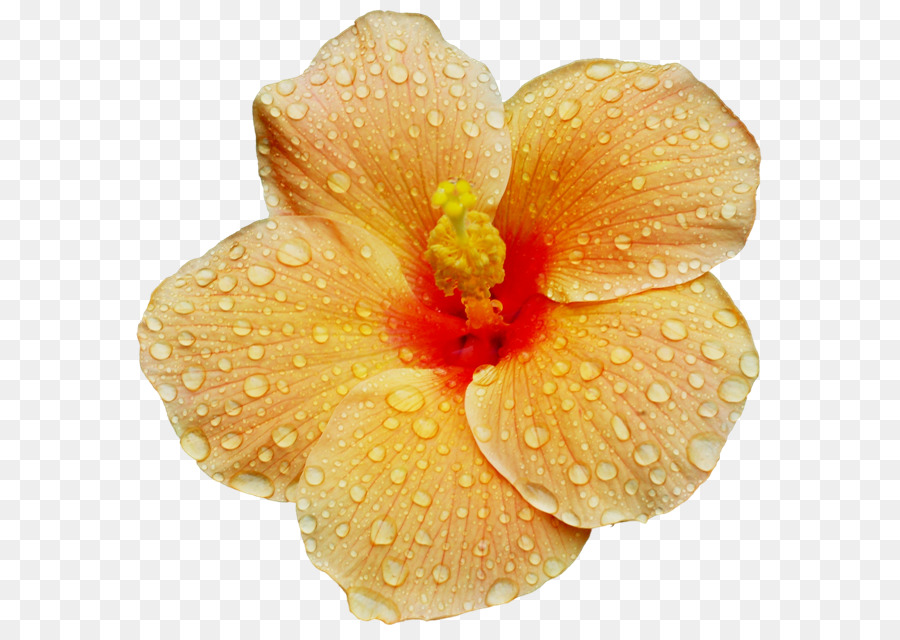 Papel De Parede Da área De Trabalho，Flor PNG