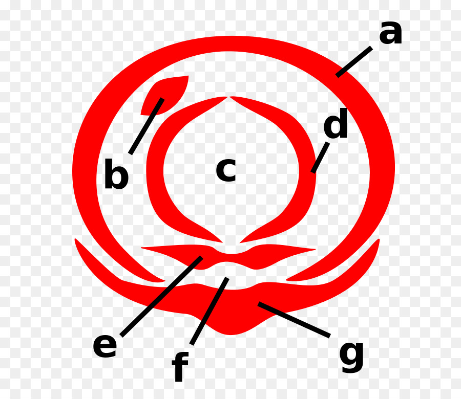 Diagrama De Flores，Pétalas PNG