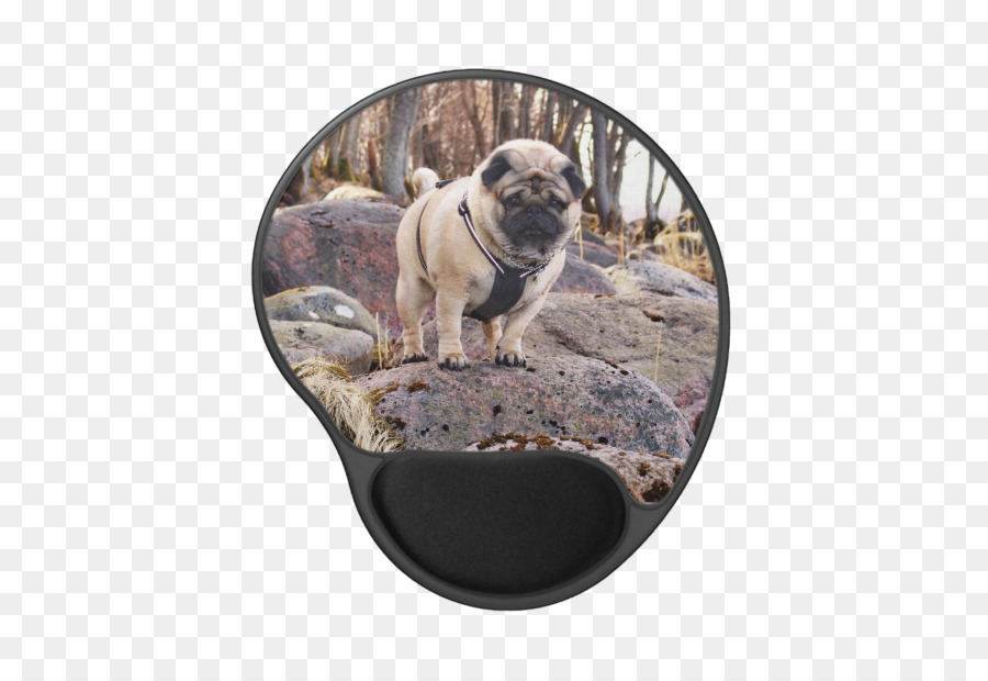 Pug，Raça Do Cão PNG