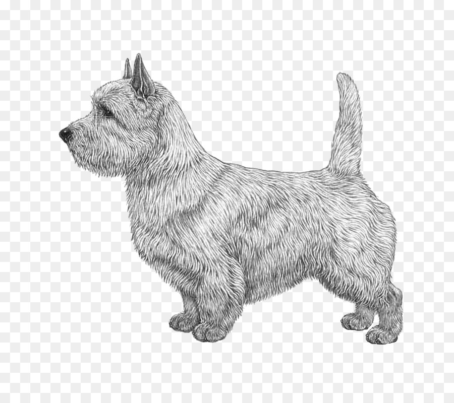 Norwich Terrier，Glen Do Imaal Terrier PNG