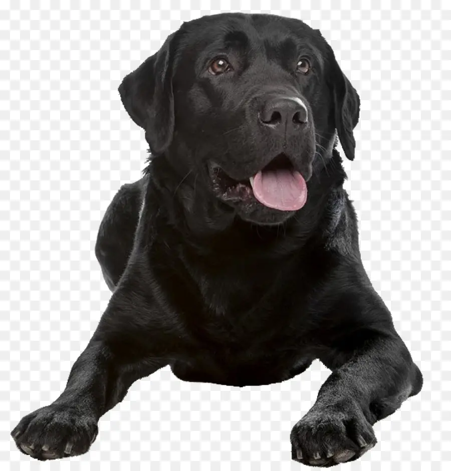 Cachorro Preto，Bicho De Estimação PNG