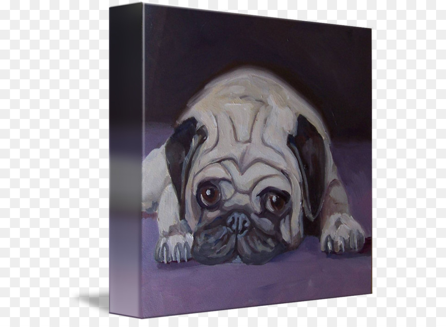 Pug，Filhote De Cachorro PNG