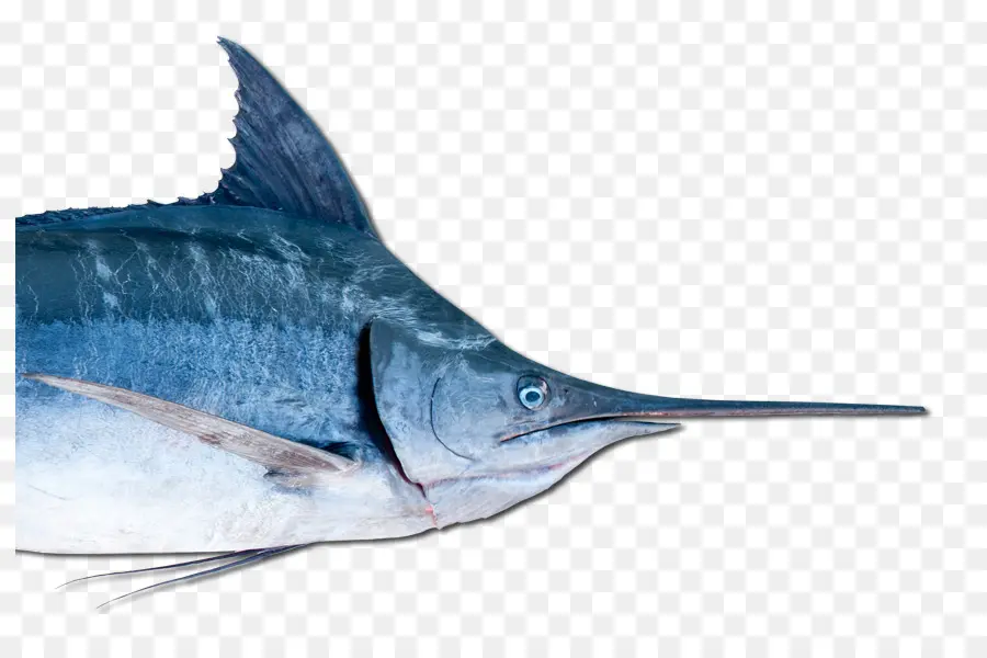 Espadarte，Marlin PNG