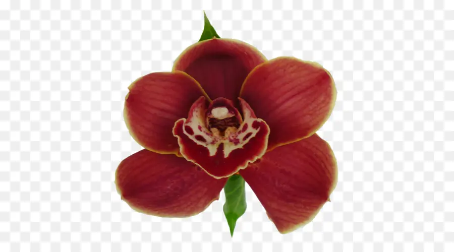 Traça Orquídeas，Magenta PNG