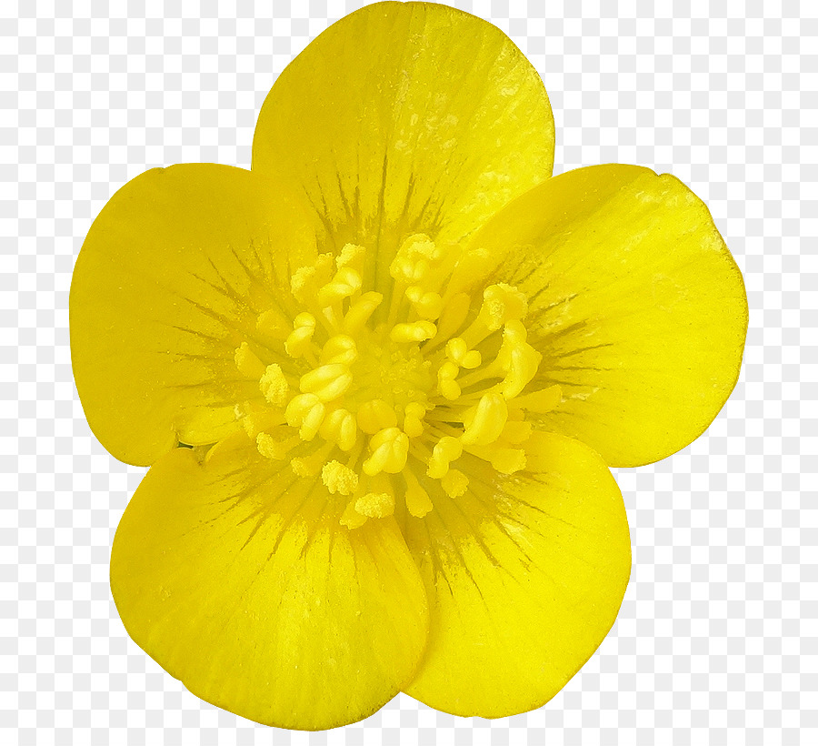 Flor，Florescer PNG