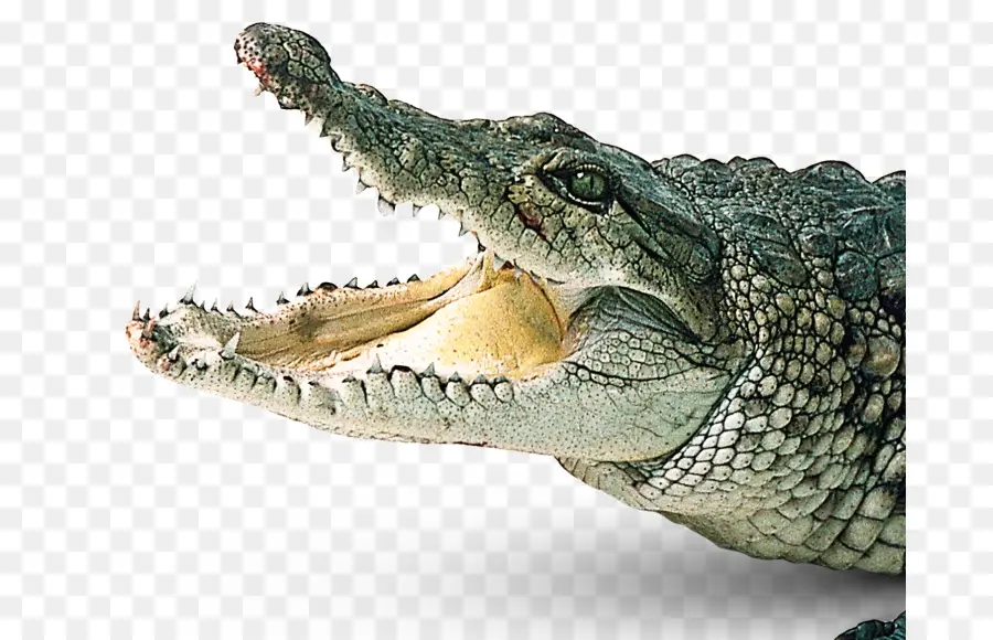 Crocodilo，Réptil PNG