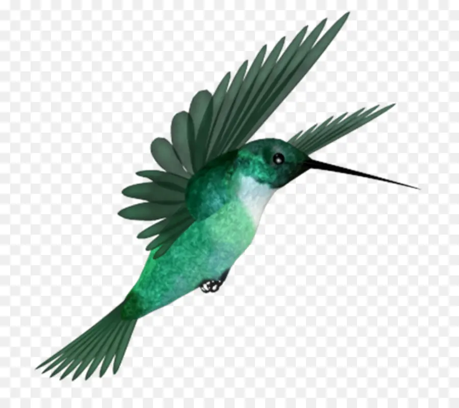 Colibri，Pássaro PNG