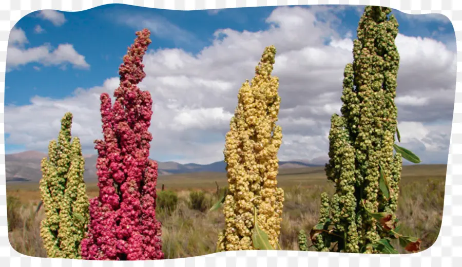 Quinoa，Plant PNG