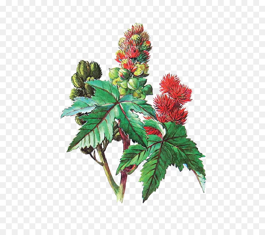 Ricinus，óleo PNG