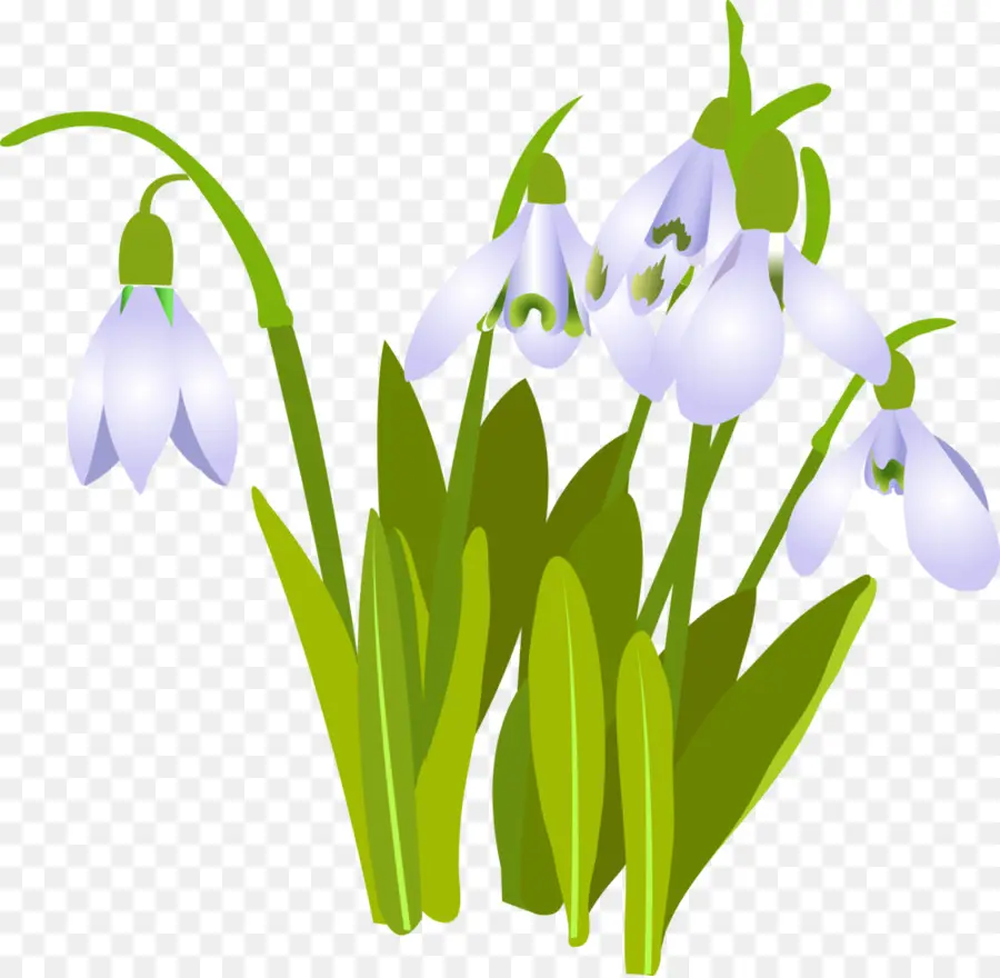 Snowdrop，Flor PNG