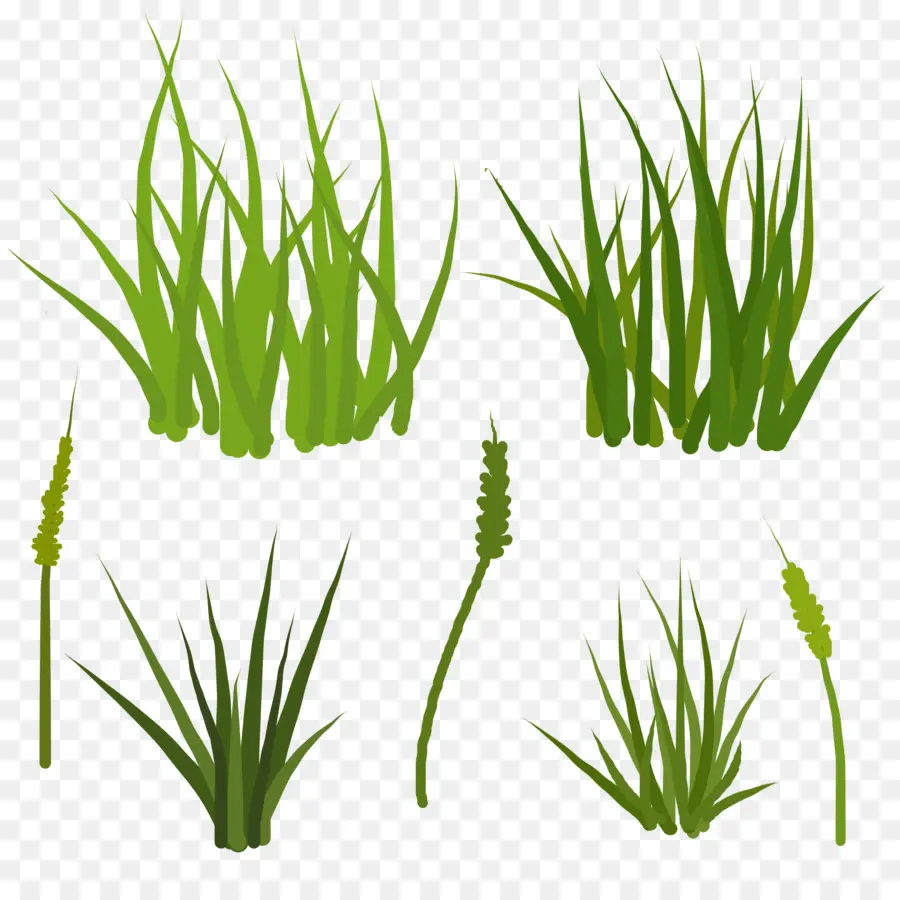 Sweet Grass，Vetiver PNG