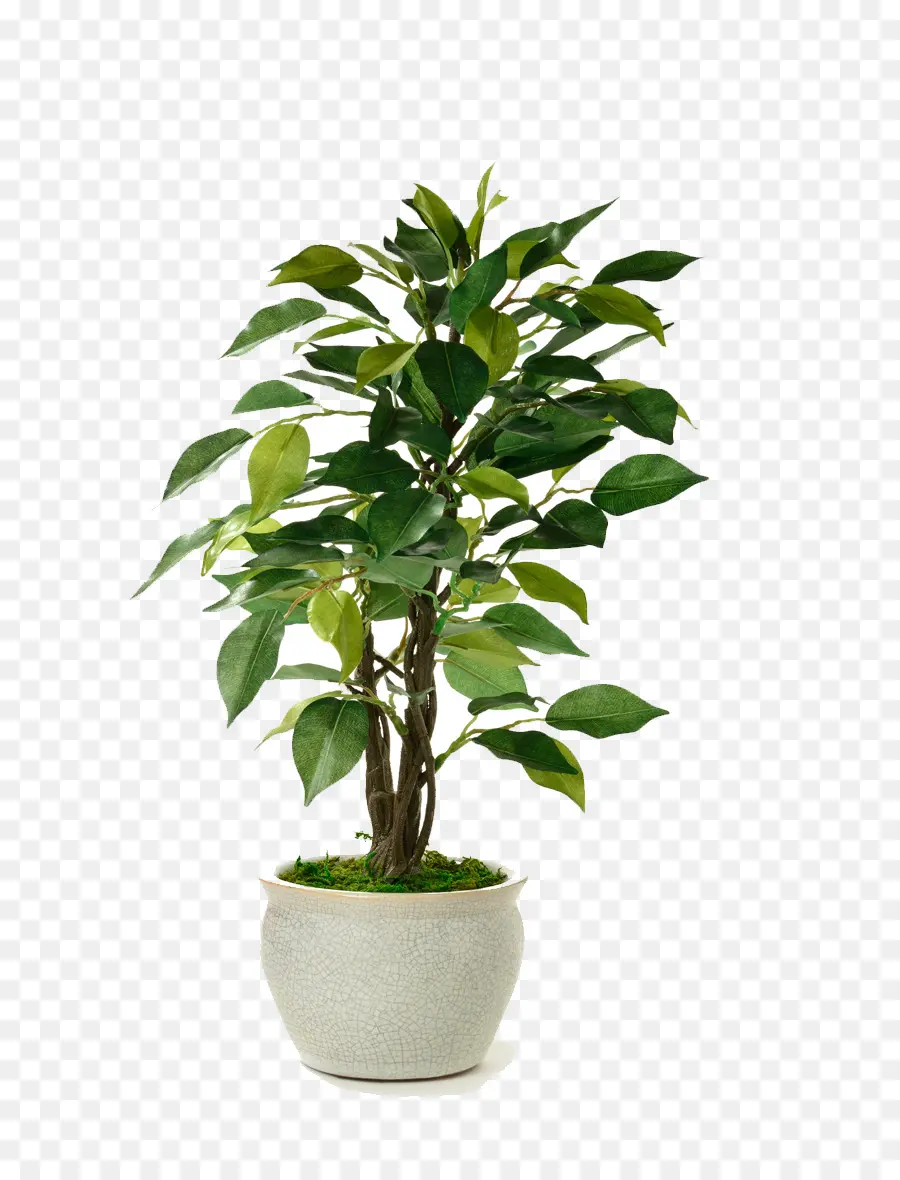 Planta De Casa，Flowerpot PNG