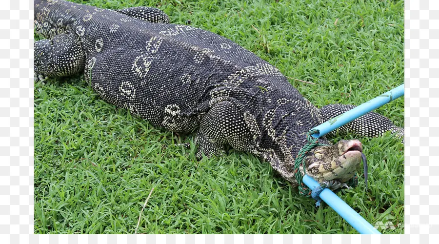 Lagarto Monitor，Réptil PNG