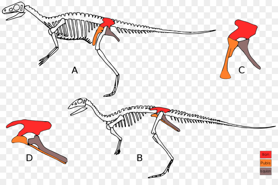 Esqueletos De Dinossauros，Dinossauro PNG