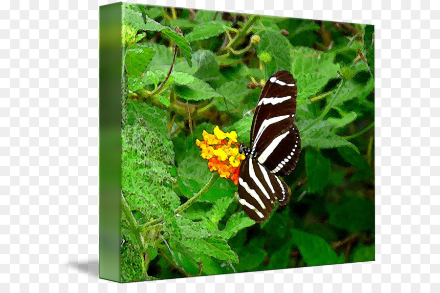 Nymphalidae，Borboleta PNG