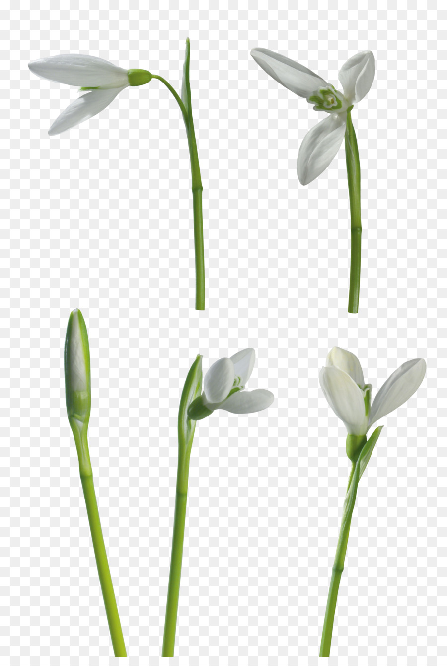 Snowdrop，Flor PNG