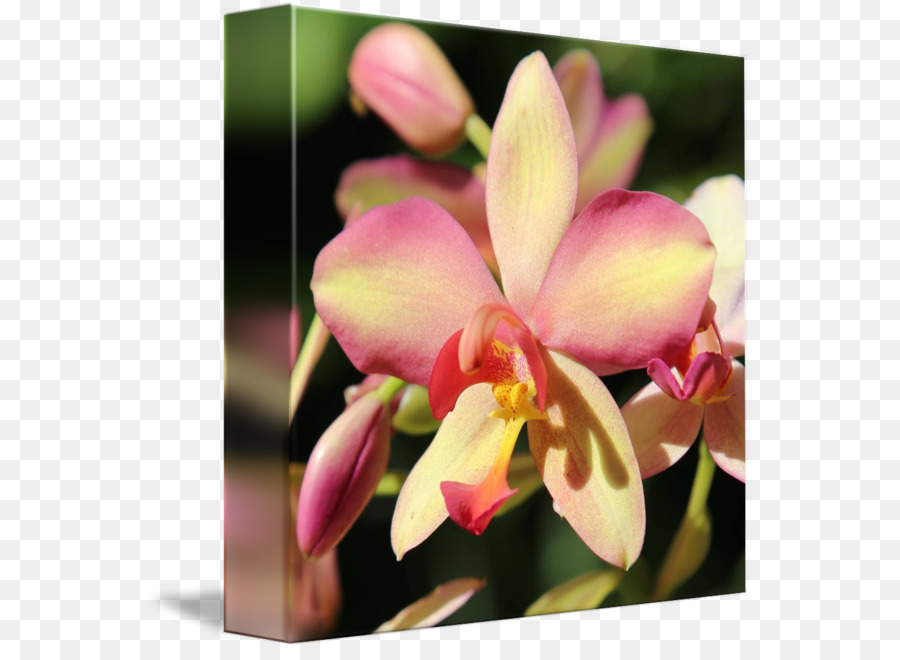 Traça Orquídeas，Spathoglottis PNG
