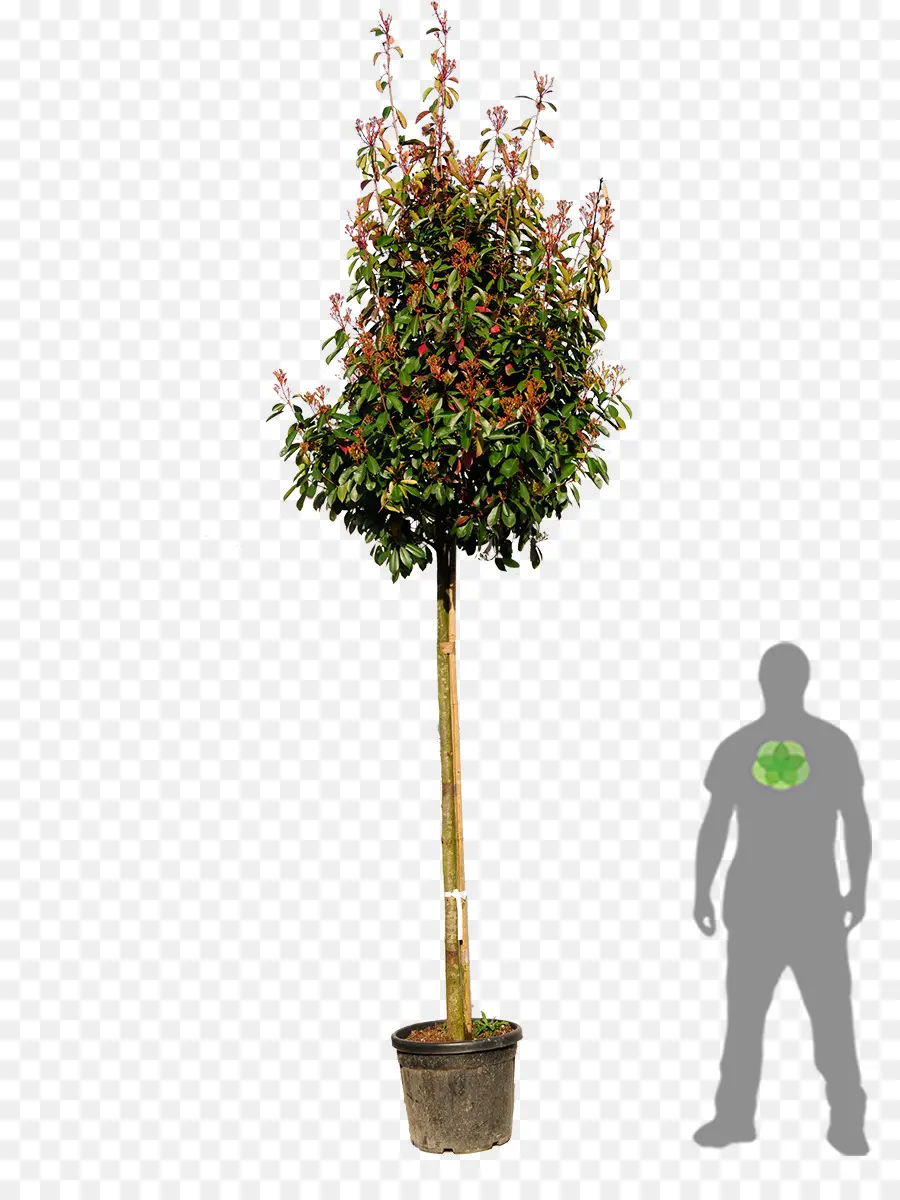 Vermelha Ponta Photinia，Embryophyta PNG