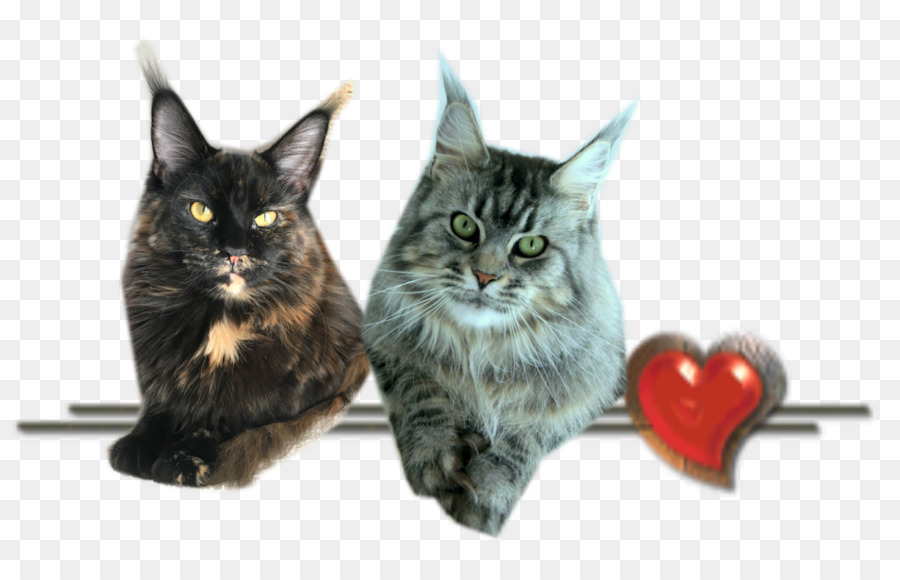 Maine Coon，Bigodes PNG
