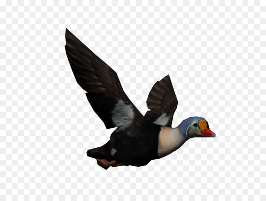 Pato，Rena PNG