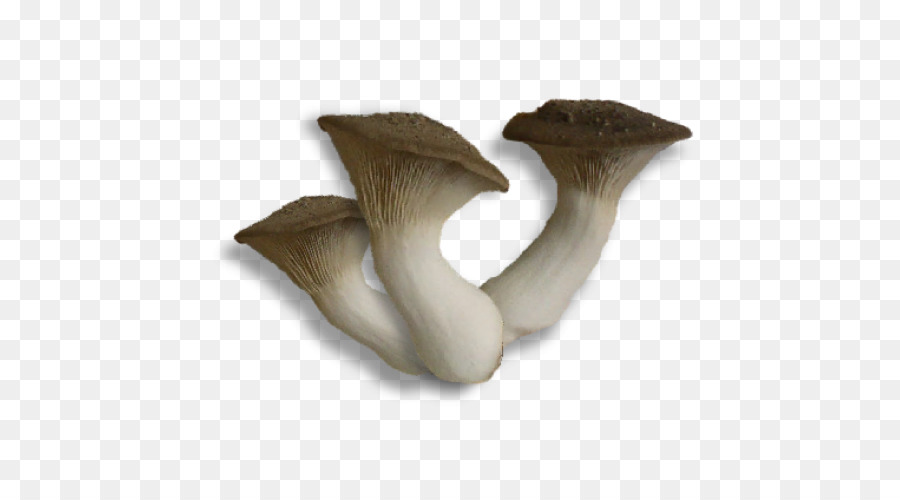 Cogumelos，Fungos PNG