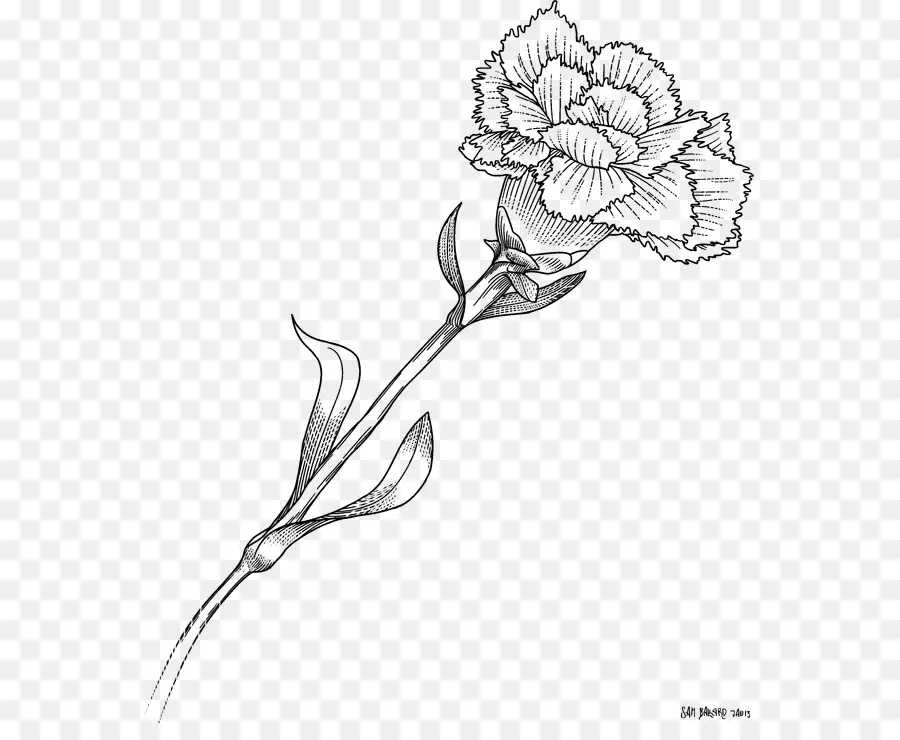 Design Floral，Cravo PNG