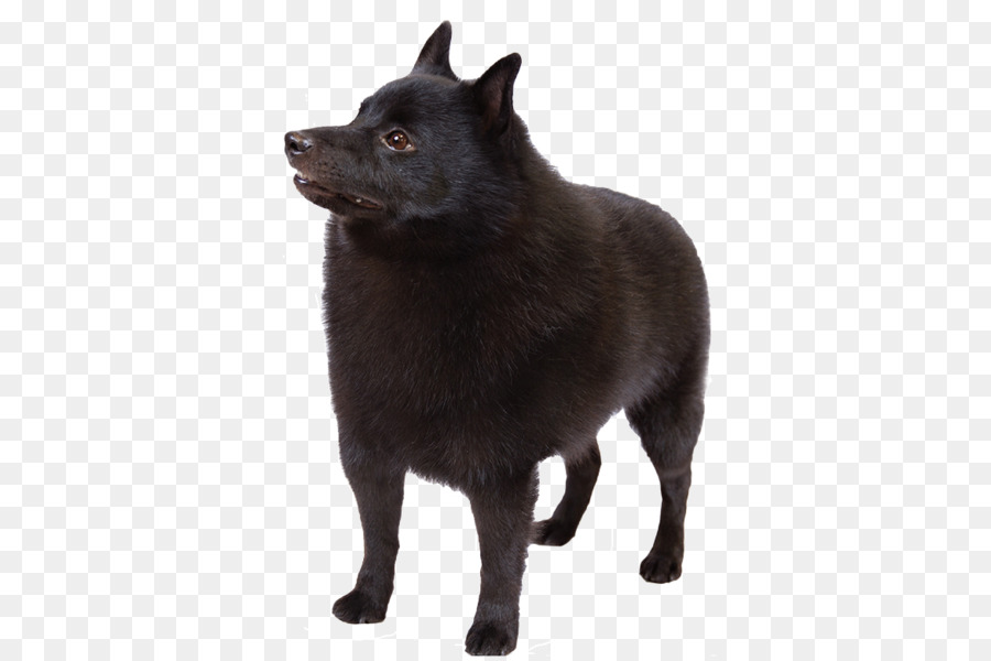 Schipperke，Elkhound Norueguês PNG