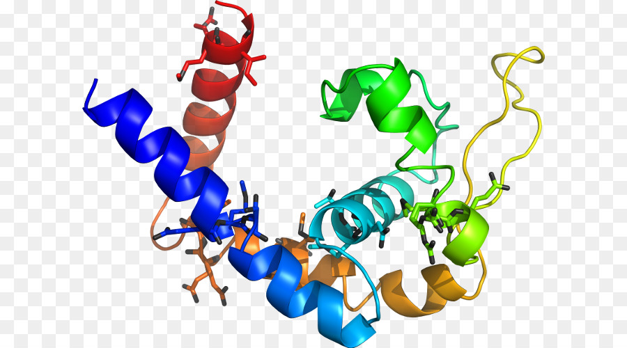 Estrutura Proteica，Biologia PNG