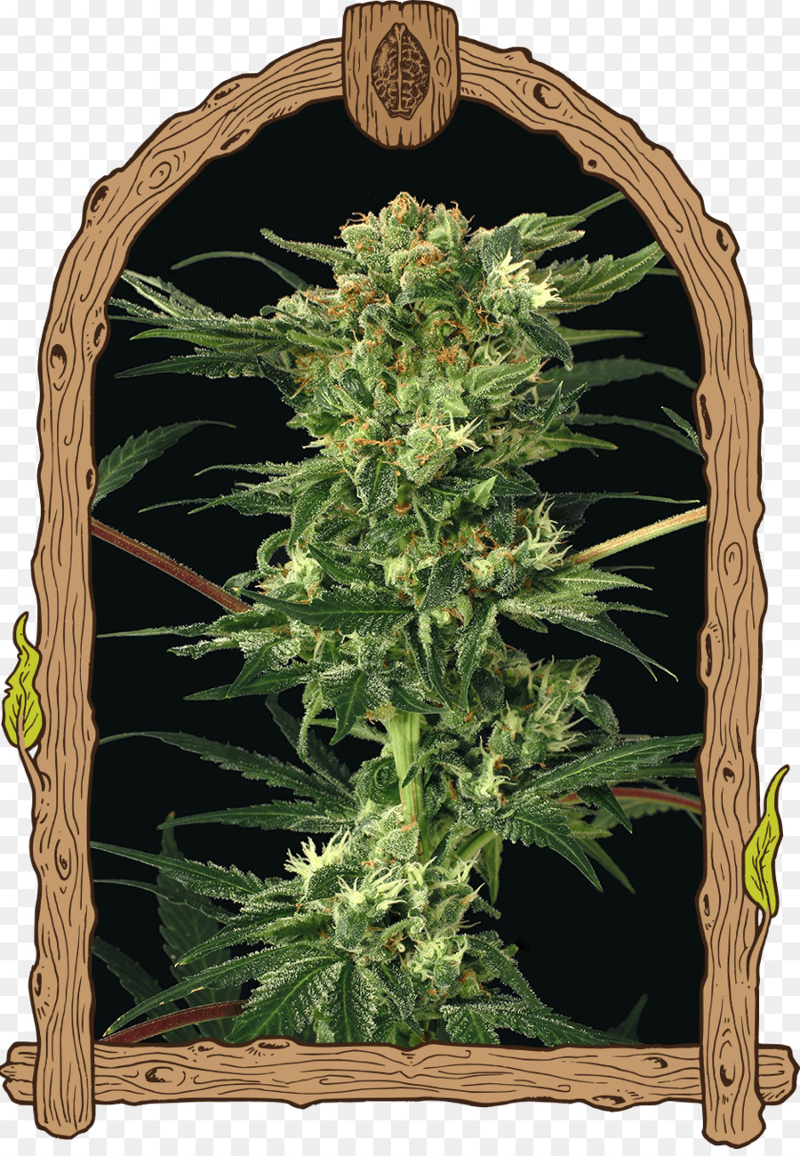 Kush，Cannabis PNG
