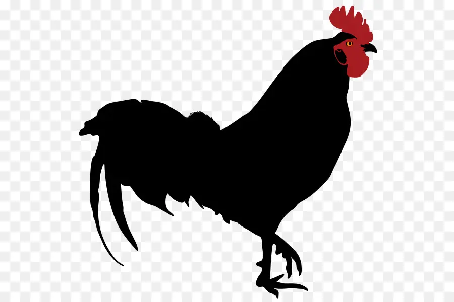 Silhueta De Frango，Pássaro PNG