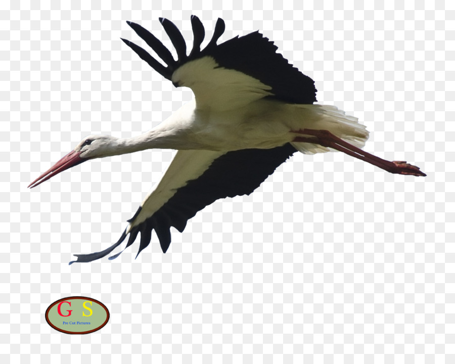 A Cegonha Branca，Aves PNG