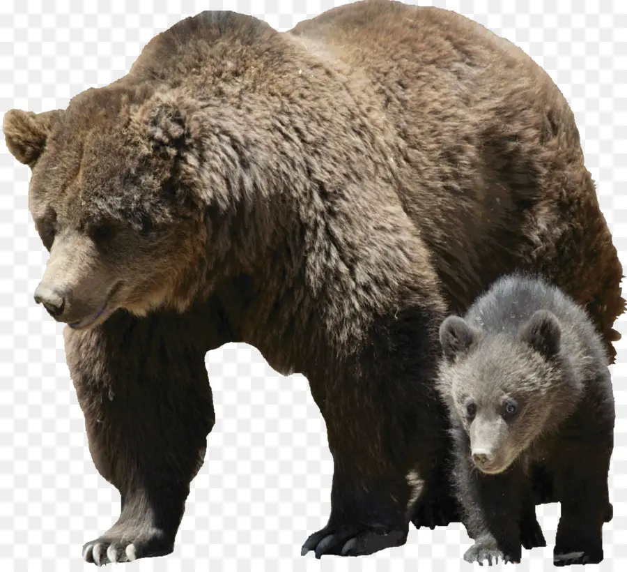 Grizzly Bear，Americano Urso Preto PNG