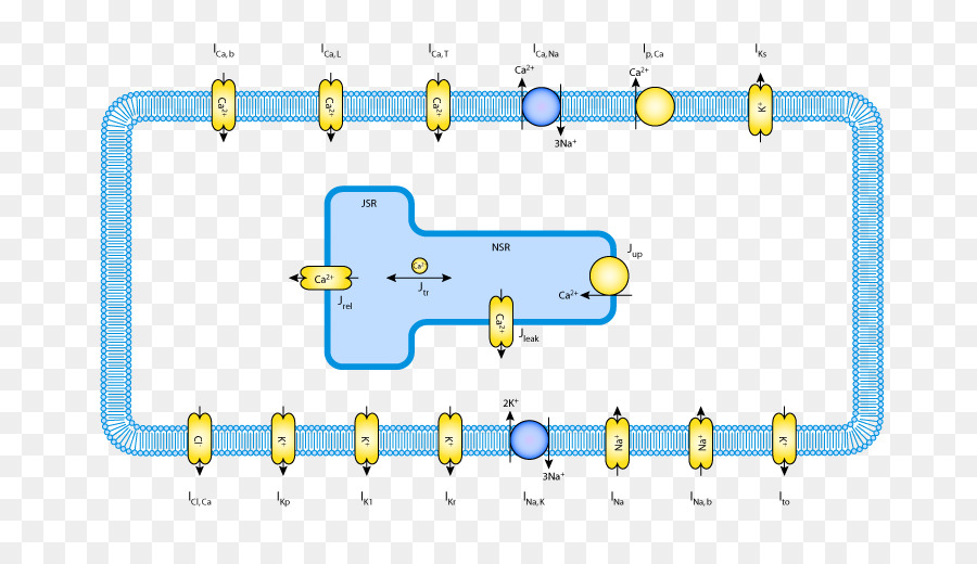 Miócito，Receptor De Rianodina PNG