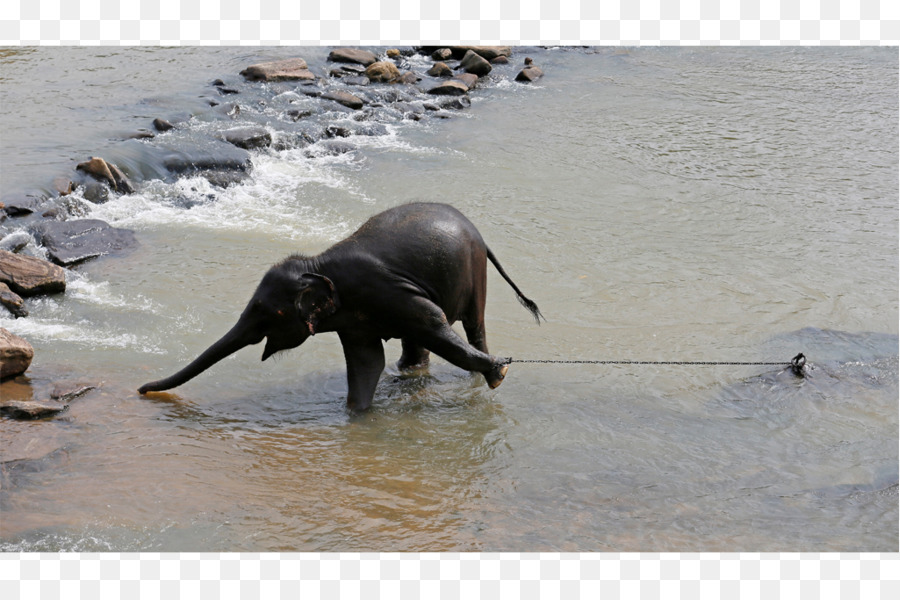 Elefante Indiano，Elefante Africano PNG