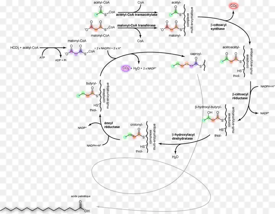 Lipogênese，A Síntese De ácidos Graxos PNG
