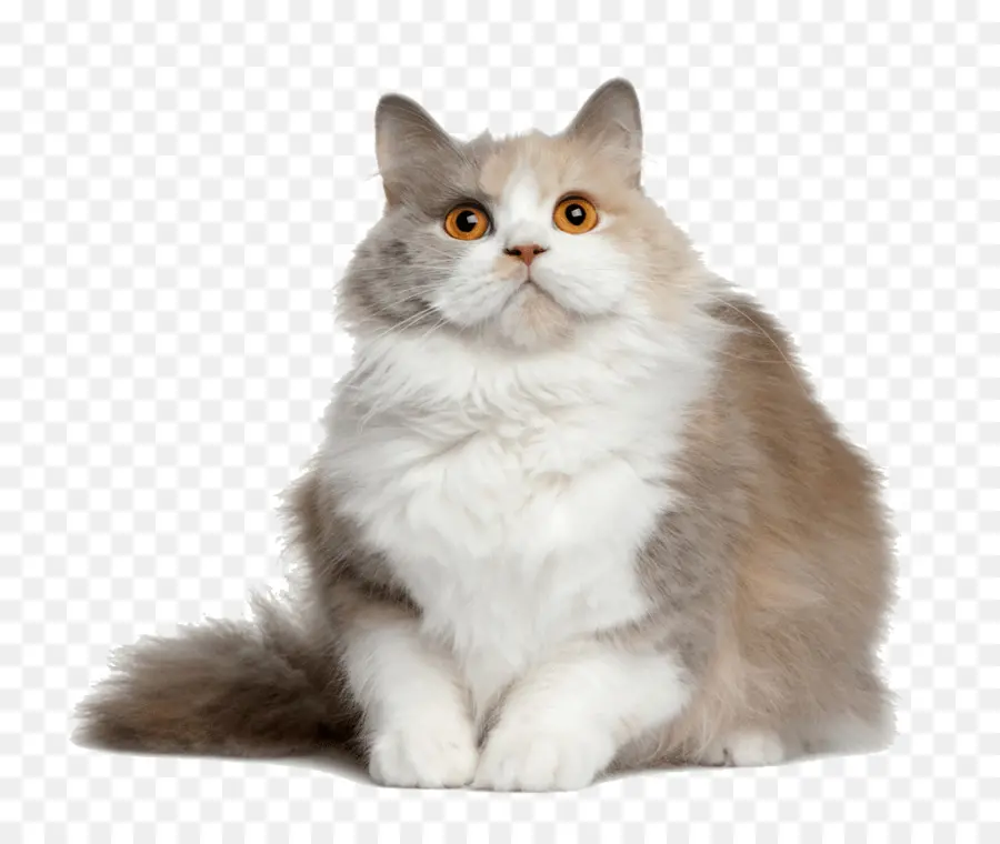 Gato Branco，Felino PNG