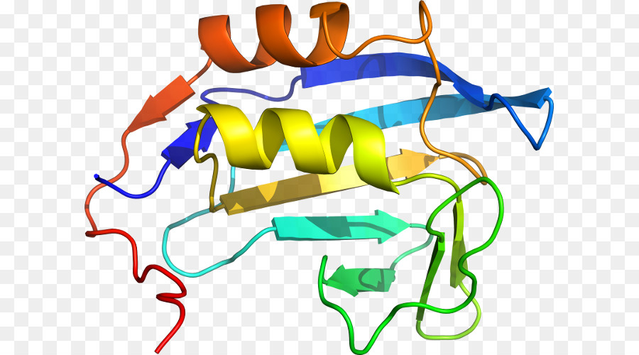 Hélice De Proteína，Molécula PNG