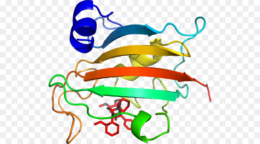 Estrutura Proteica，Biologia PNG