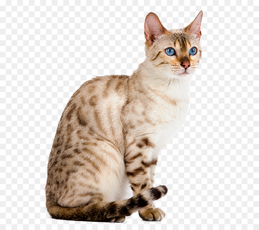 Gatinho，Gato PNG