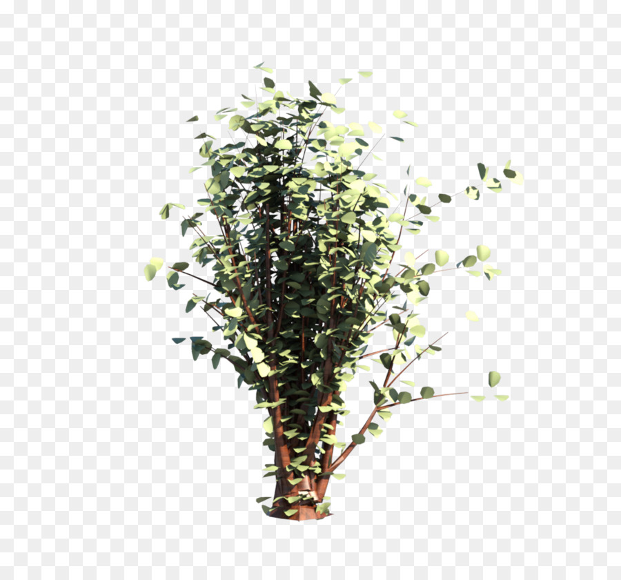 Plantar，Verde PNG