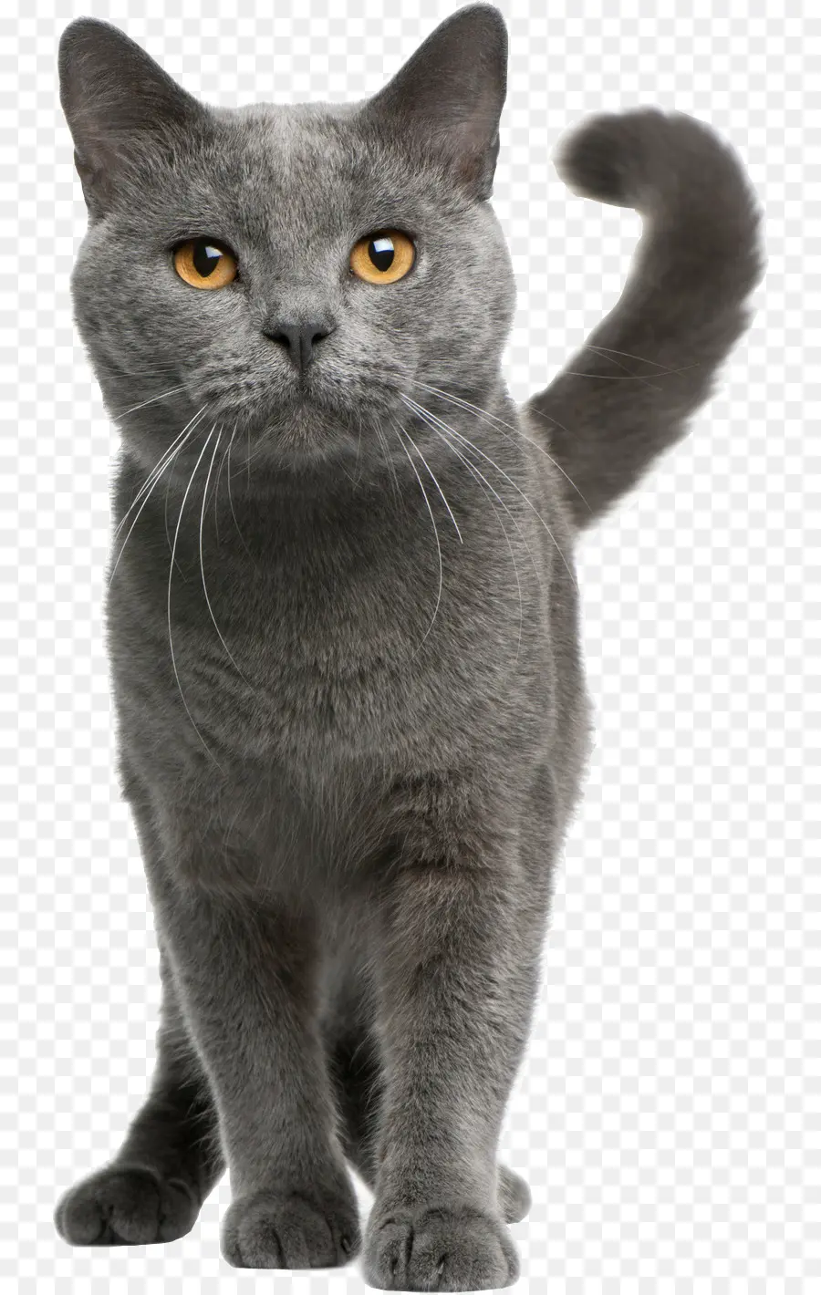 Chartreux，Russo Azul PNG