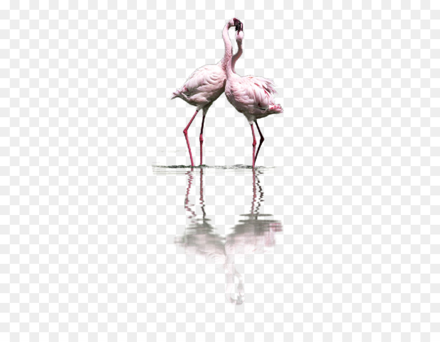 Flamingos，Pássaros PNG