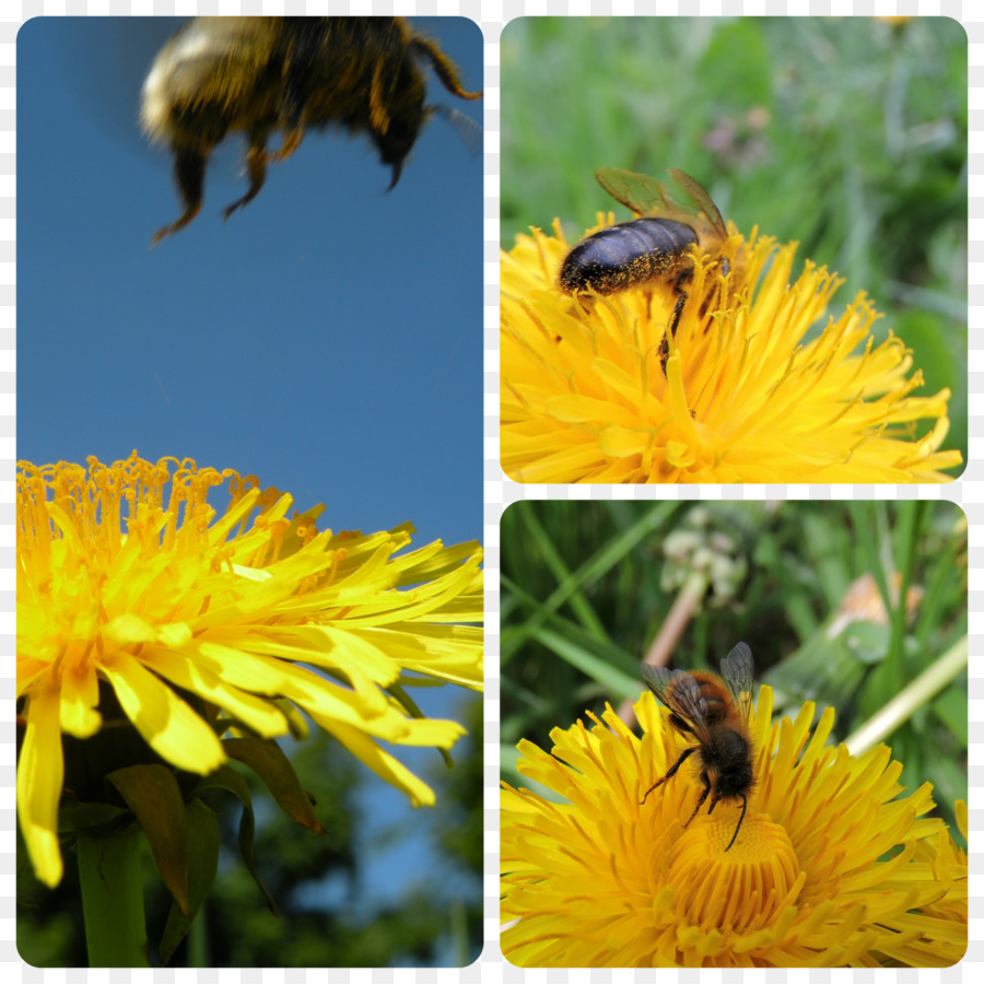 Mel De Abelha，Bumblebee PNG