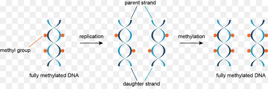A Metilação Do Dna Mecanismos Básicos，A Metilação Do Dna PNG