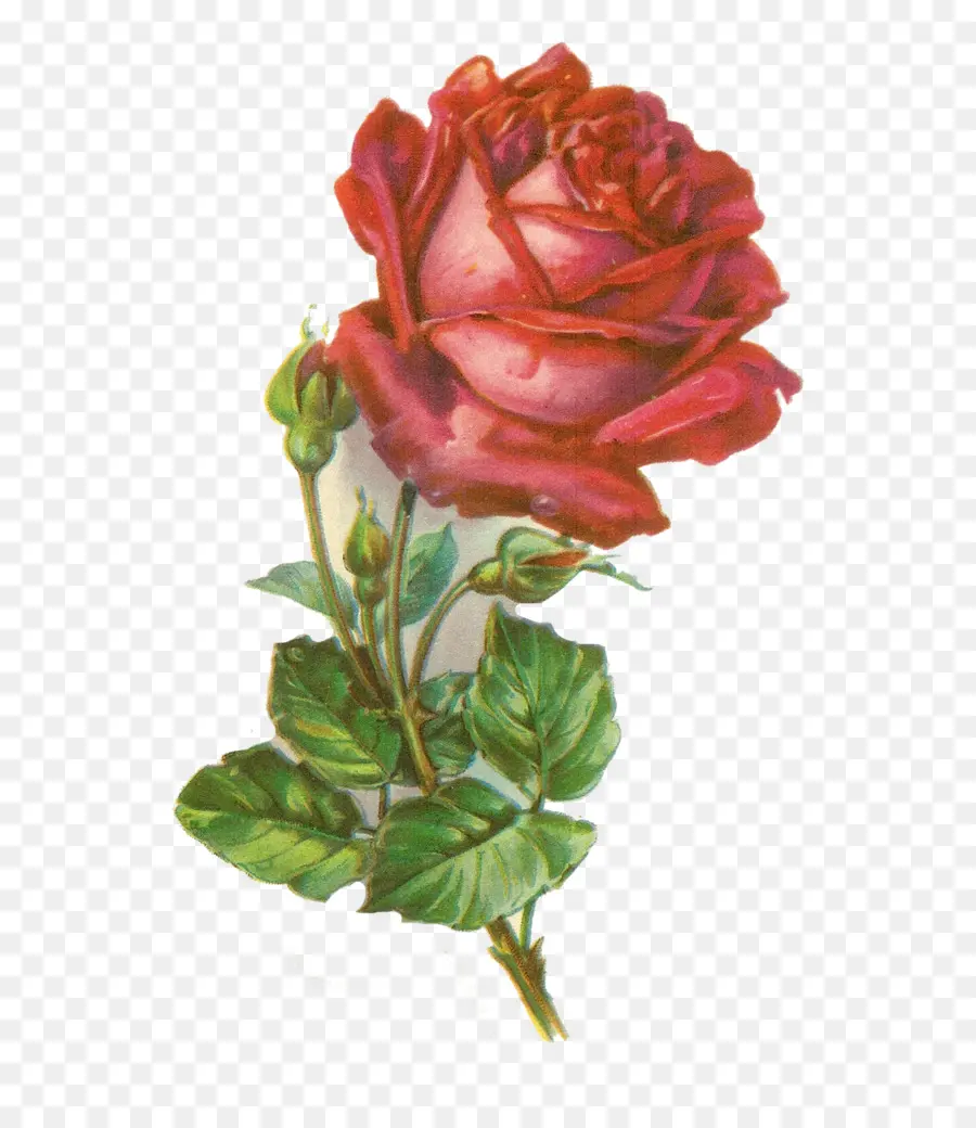 Rosa，Botânico Ilustração PNG