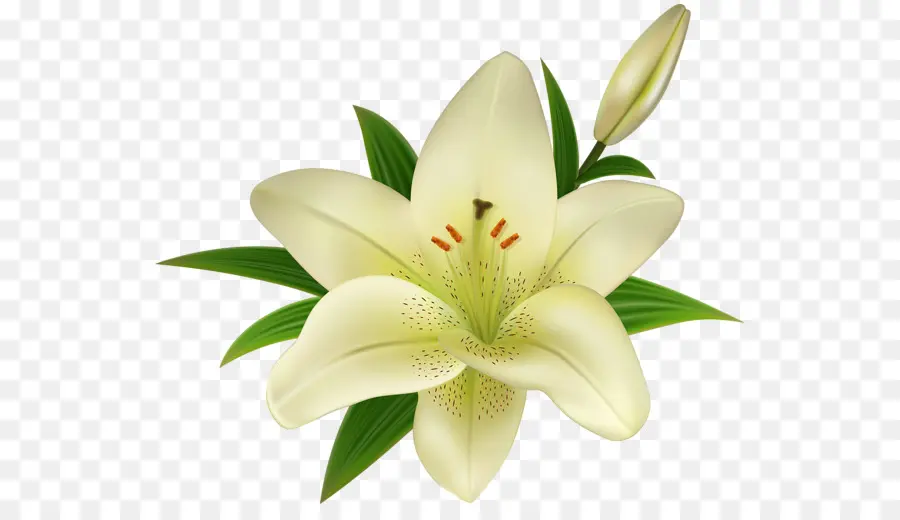 Lilium Stargazer，Lírio De Páscoa PNG